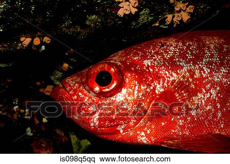 Close-up of Bigeye. View Large Photo Image Stock Photography - Close-up of Bigeye.. Fotosearch