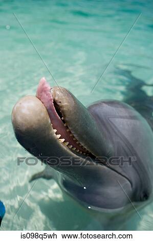 Close-up of Bottlenose dolphin. View Large Photo Image Stock Image - Close-up of Bottlenose dolphin.. Fotosearch