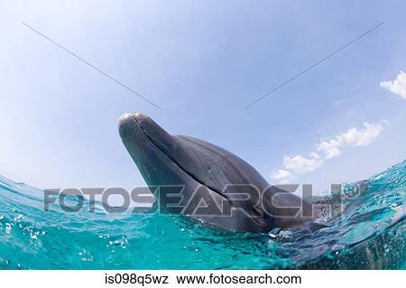 Close-up of Bottlenose dolphin. View Large Photo Image Stock Photo - Close-up of Bottlenose dolphin.. Fotosearch
