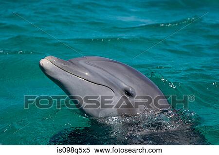 Close-up of Bottlenose dolphin. View Large Photo Image Stock Photography - Close-up of Bottlenose dolphin.. Fotosearch