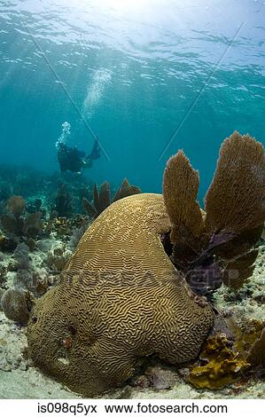 Close-up of brain coral. View Large Photo Image Stock Photo - Close-up of brain coral.. Fotosearch