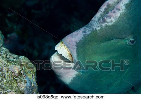 Close-up of Bumphead parrotfish, View Large Photo Image Stock Photography - Close-up of Bumphead parrotfish,. Fotosearch