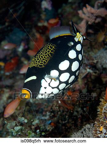 Close up of Clown triggerfish. View Large Photo Image Stock Image - Close up of Clown triggerfish.. Fotosearch