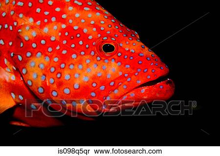Close-up of coral grouper. View Large Photo Image Stock Photography - Close-up of coral grouper.. Fotosearch