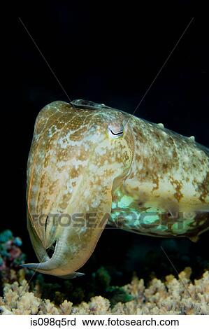 Close-up of cuttlefish View Large Photo Image Stock Image - Close-up of cuttlefish. Fotosearch