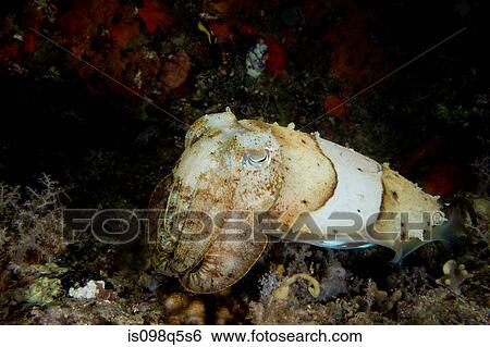 Stock Photograph - Close-up of cuttlefish.. Fotosearch