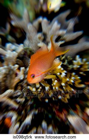 Close-up of fairy basslet. View Large Photo Image Stock Image - Close-up of fairy basslet.. Fotosearch
