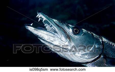 Close-up of Great barracuda. View Large Photo Image Picture - Close-up of Great barracuda.. Fotosearch