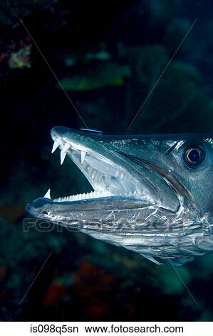 Close-up of Great barracuda. View Large Photo Image Picture - Close-up of Great barracuda.. Fotosearch