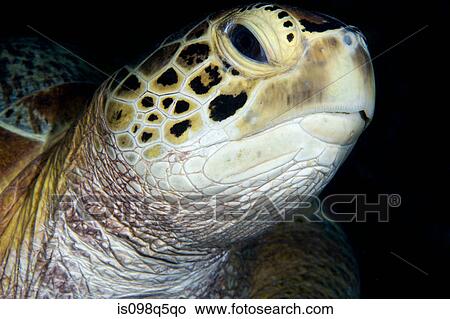 Close-up of green turtle, View Large Photo Image Picture - Close-up of green turtle,. Fotosearch
