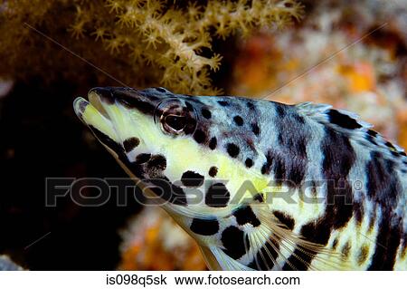 Close-up of Harlequin bass. View Large Photo Image Stock Image - Close-up of Harlequin bass.. Fotosearch