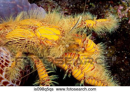 Close-up of hermit crab. View Large Photo Image Stock Photograph - Close-up of hermit crab.. Fotosearch