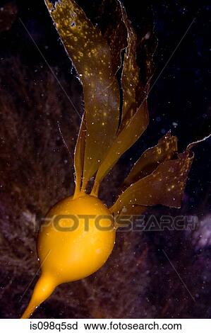 Close-up of kelp bladder. View Large Photo Image Stock Image - Close-up of kelp bladder.. Fotosearch