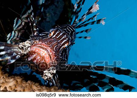 Close-up of lionfish. View Large Photo Image Stock Photo - Close-up of lionfish.. Fotosearch