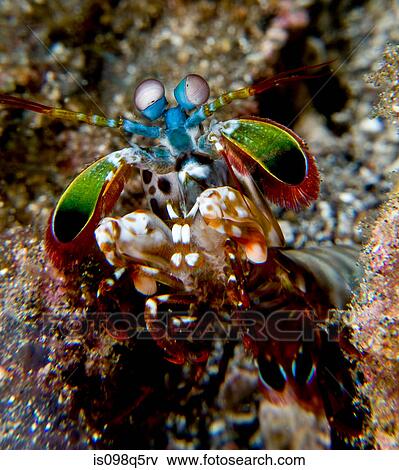 Close-up of Mantis Shrimp. View Large Photo Image Stock Photo - Close-up of Mantis Shrimp.. Fotosearch