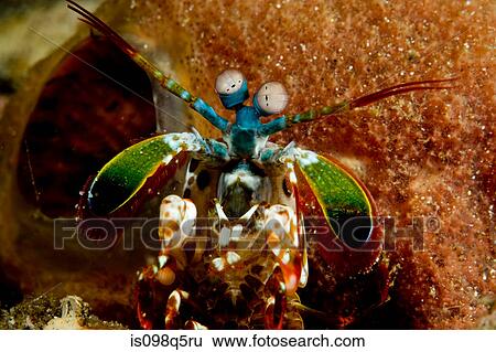 Stock Photograph - Close-up of Mantis Shrimp.. Fotosearch
