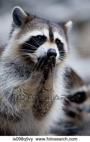 Close-up of raccoon. View Large Photo Image Stock Photo - Close-up of raccoon.. Fotosearch