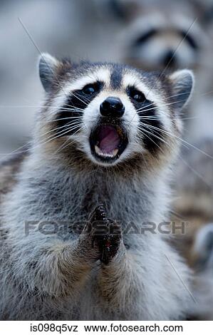 Close-up of raccoon. View Large Photo Image Stock Photo - Close-up of raccoon.. Fotosearch