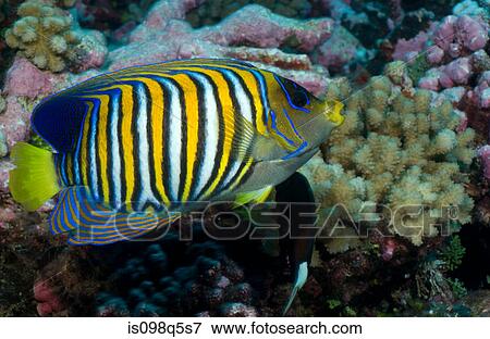 Stock Photo - Close-up of Regal angelfish.. Fotosearch