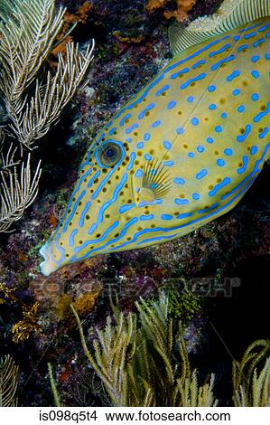Close-up of Scrawled filefish. View Large Photo Image Picture - Close-up of Scrawled filefish.. Fotosearch