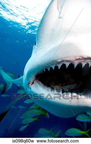 Close-up of shark mouth. View Large Photo Image Stock Photo - Close-up of shark mouth.. Fotosearch