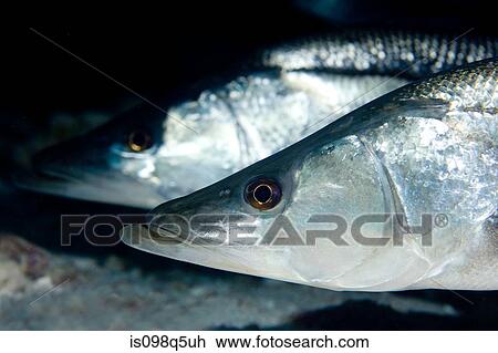 Close-up of snook. View Large Photo Image Stock Image - Close-up of snook.. Fotosearch
