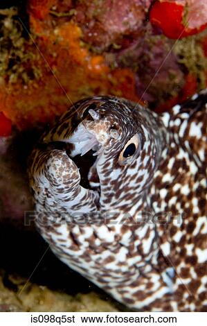 Close-up of spotted moray eel. View Large Photo Image Stock Photograph - Close-up of spotted moray eel.. Fotosearch