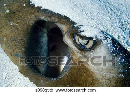 Close-up of Stingray face. View Large Photo Image Stock Image - Close-up of Stingray face.. Fotosearch
