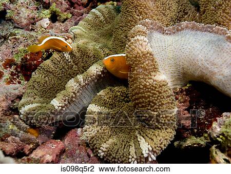 Clownfish in anemone. View Large Photo Image Stock Image - Clownfish in anemone.. Fotosearch