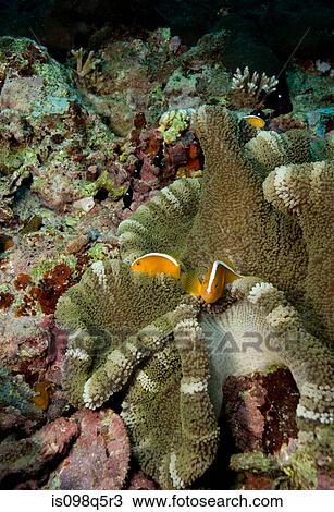 Clownfish in anemone. View Large Photo Image Stock Image - Clownfish in anemone.. Fotosearch