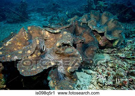 Cluster of Giant clams. View Large Photo Image Stock Image - Cluster of Giant clams.. Fotosearch