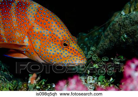 Stock Image - Coral Grouper close-up.. Fotosearch