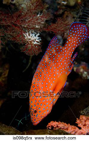 Stock Photo - Coral grouper on the reef.. Fotosearch
