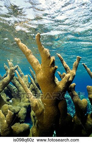 Coral reaching for surface. View Large Photo Image Stock Photo - Coral reaching for surface.. Fotosearch