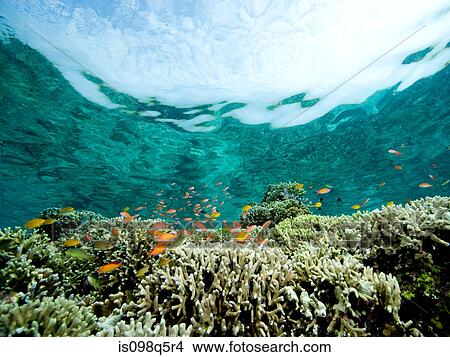 Coral reef scene. View Large Photo Image Picture - Coral reef scene.. Fotosearch