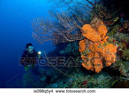 Coral reef scene with diver. View Large Photo Image Picture - Coral reef scene with diver.. Fotosearch