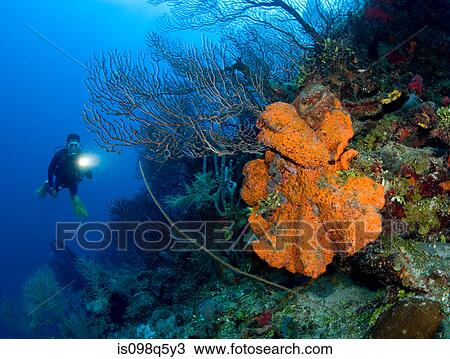 Coral reef scene with diver. View Large Photo Image Stock Image - Coral reef scene with diver.. Fotosearch