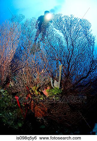 Coral reef scene with diver. View Large Photo Image Stock Photograph - Coral reef scene with diver.. Fotosearch