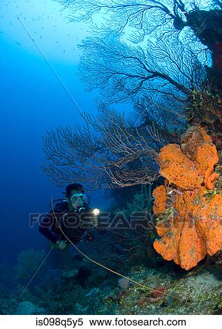 Coral reef scene with diver. View Large Photo Image Stock Photography - Coral reef scene with diver.. Fotosearch