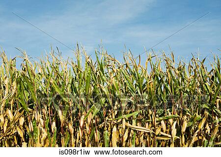 Corn field View Large Photo Image Stock Photo - Corn field. Fotosearch