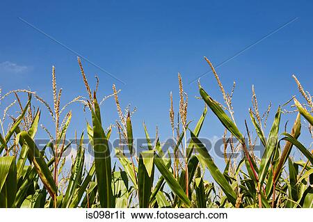 Stock Photograph - Corn field. Fotosearch