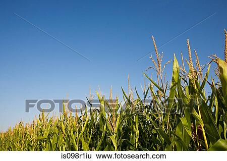 Corn field View Large Photo Image Stock Photograph - Corn field. Fotosearch