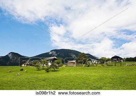 Stock Image - Cows grazing in st wolfgang. Fotosearch