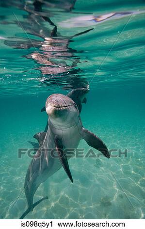 Dancing dolphin. View Large Photo Image Stock Image - Dancing dolphin.. Fotosearch