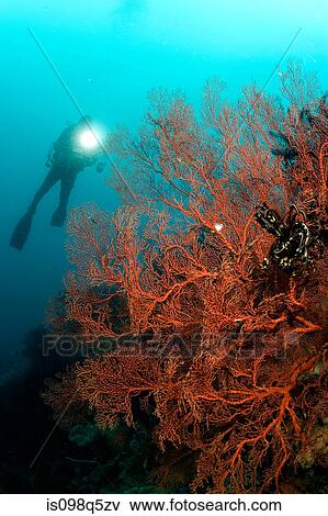 Diver and large gorgonian. View Large Photo Image Stock Photo - Diver and large gorgonian.. Fotosearch