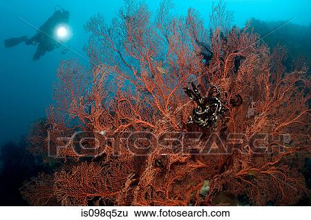 Diver and large gorgonian. View Large Photo Image Stock Photograph - Diver and large gorgonian.. Fotosearch