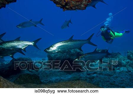 Diver and shiny fish. View Large Photo Image Stock Image - Diver and shiny fish.. Fotosearch