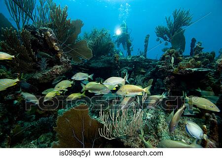 Diver approaches shipwreck. View Large Photo Image Stock Image - Diver approaches shipwreck.. Fotosearch