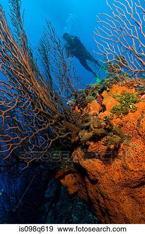 Diver behind sea fan and sponge. View Large Photo Image Stock Photo - Diver behind sea fan and sponge.. Fotosearch