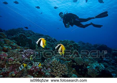 Diver drifts along coral reef. View Large Photo Image Stock Photo - Diver drifts along coral reef.. Fotosearch